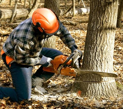 Tree Removal in Ostrander, MN